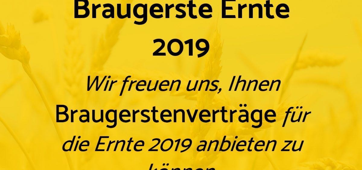 Braugerste Ernte 2019